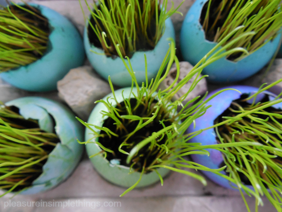 growing grass in an eggshell — pleasure in simple things